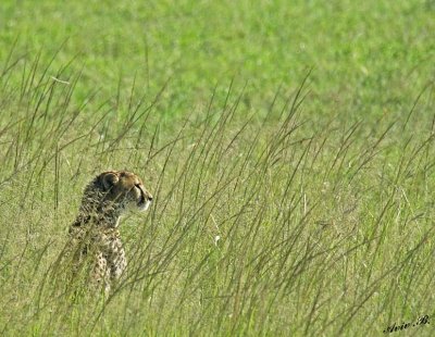 14121 - Looking for food... | Cheetah / Masai Mara - Kenya