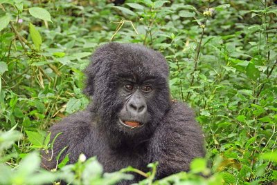 14136 - Silver back gorilla's baby / (DRC) Congo