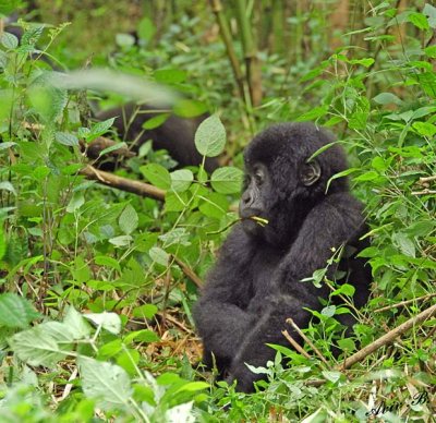 14138 - Silver back gorilla 's baby / (DRC) Congo