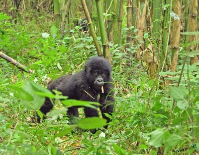 14143 - Silver back gorilla's baby / (DRC) Congo