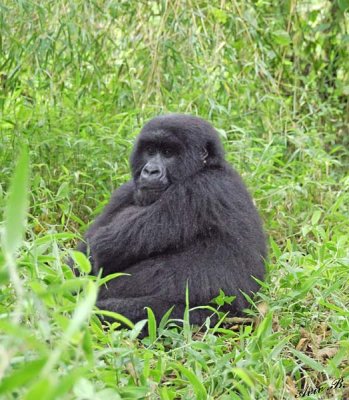 14158 - Silver back gorilla / (DRC) Congo