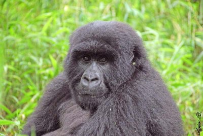 14166 - Silver back gorilla / (DRC) Congo