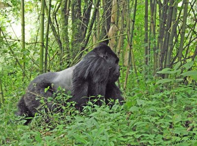 14176 - Silver back gorilla / (DRC) Congo