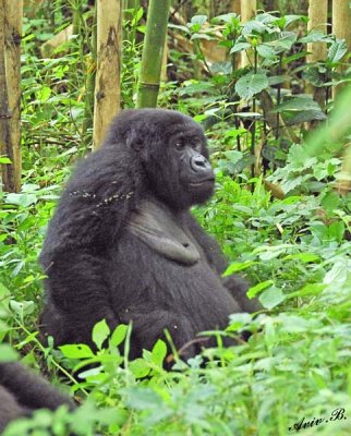 14194 - Silver back gorilla / (DRC) Congo