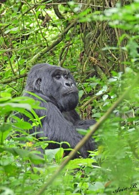 14211 - Silver back gorilla / (DRC) Congo
