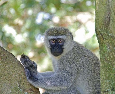 14302 - Vervet monkey / Jinja - Uganda