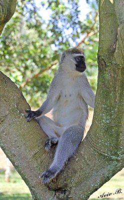 14308 - Vervet monkey / Jinja - Uganda