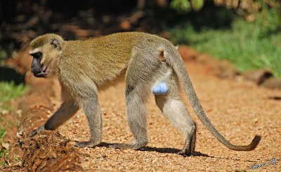 14325 - Who ask for blue balls? | Vervet monkey / Jinja - Uganda