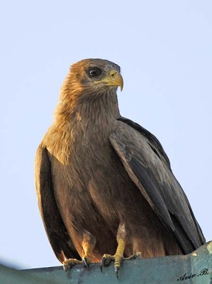 14355 - Black kite / Jinja - Uganda