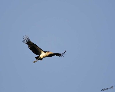 14404 - Marabou Stork / Jinja - Uganda