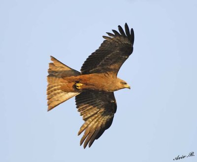 14428 - Black kite / Jinja - Uganda