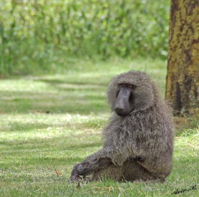 14498 - Baboon / Lake Nakuru - Kenya