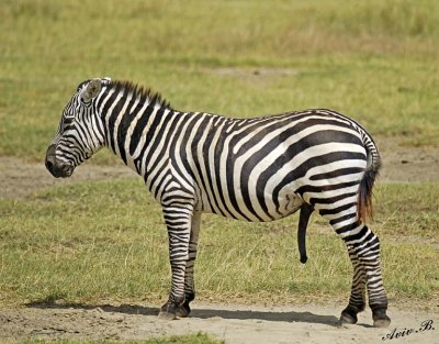 14518 - Who ask me for this photo? | Zebra / Lake Nakuru - Kenya