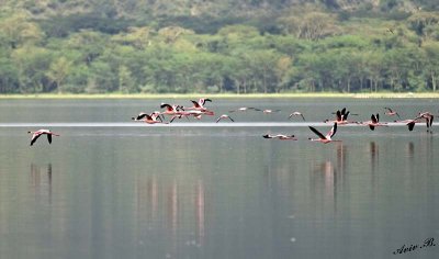 14519 - Flamingos / Lake Nakuru - Kenya