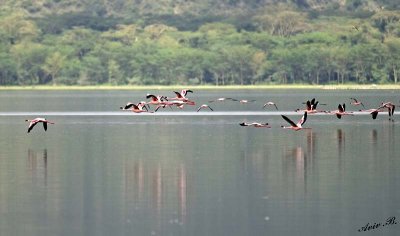 14519 - Flamingos / Lake Nakuru - Kenya