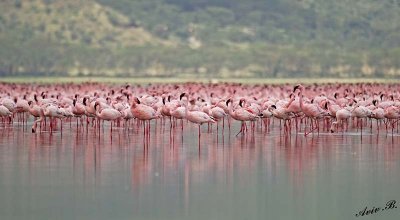 14540 - Pink carpet | Flamingos / Lake Nakuru - Kenya