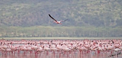 14555 - Flamingos / Lake Nakuru - Kenya