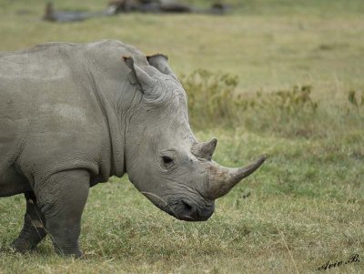 14578 - White rhino /  Lake Nakuru - Kenya