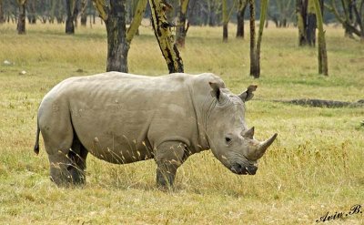 14591 - White rhino / Lake Nakuru - Kenya
