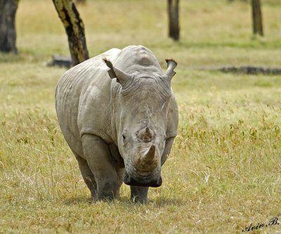 14597 - Attack! | White rhino / Lake Nakuru - Kenya