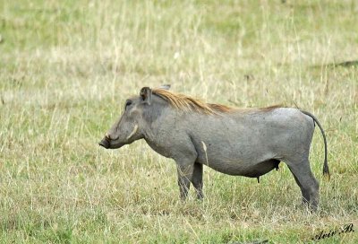 14622 - Warthog / Lake Nakuru - Kenya