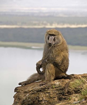 14663 - Baboon / Lake Nakuru - Kenya