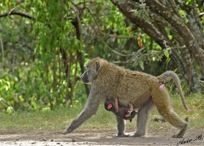 14670 - Baboon with a baby / Lake Nakuru - Kenya