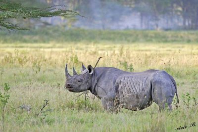 14687 - Black rhino / Lake Nakuru - Kenya