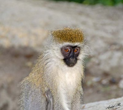 14708 - Vervet monkey / Lake Nakuru - Kenya