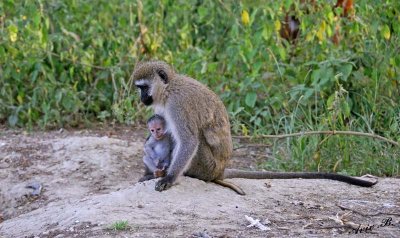 14714 - Vervet monkey with baby / Lake Nakuru - Kenya