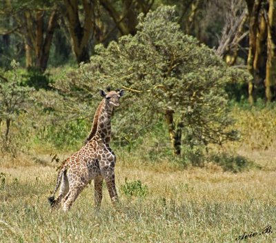 14725 - Baby Giraffe / Lake Naivasha - Kenya