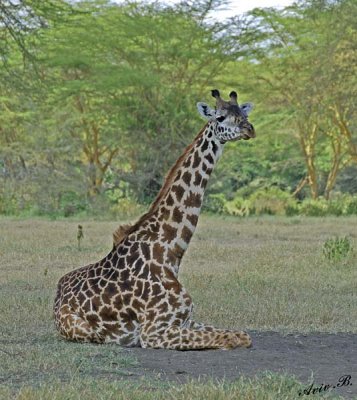 14732 - Giraffes resting / Lake Naivasha - Kenya