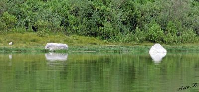 14766 - White/Green reflection / Lake Naivasha - Kenya