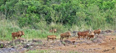 14788 - Warthogs / The David Sheldrick Wildlife Trust - Nairobi - Kenya