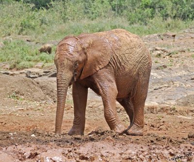 14803 - Taking a mud bath | baby elephant / The David Sheldrick Wildlife Trust - Nairobi - Kenya