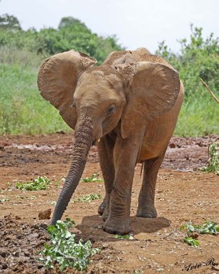 14810 - Show-off... | baby elephant / The David Sheldrick Wildlife Trust - Nairobi - Kenya