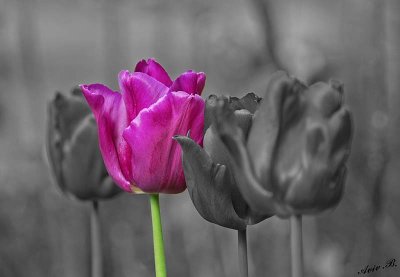 15006 - Tulipa / Kew Gardens - Richmond - England