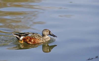 15036 - Duck / Kew Gardens - Richmond - England