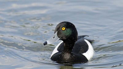 15068 - Duck / Kew Gardens - Richmond - England