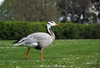 15083 - Duck / Kew Gardens - Richmond - England