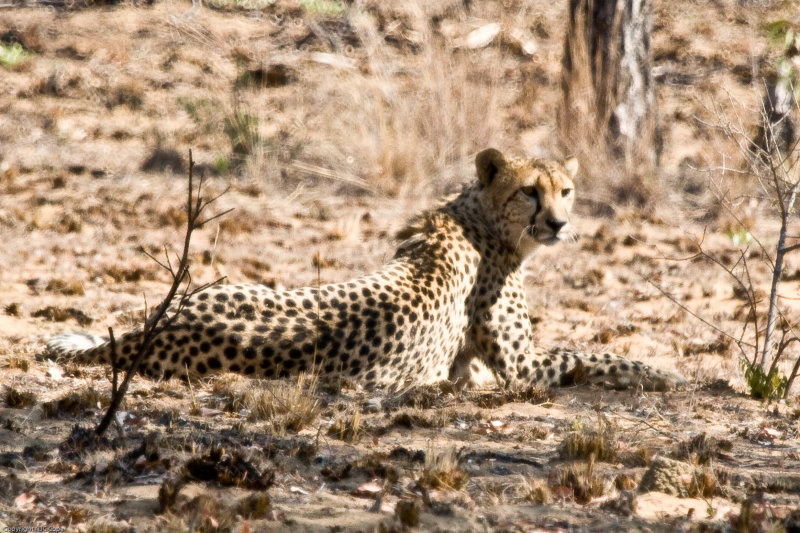 Cheetah_6423