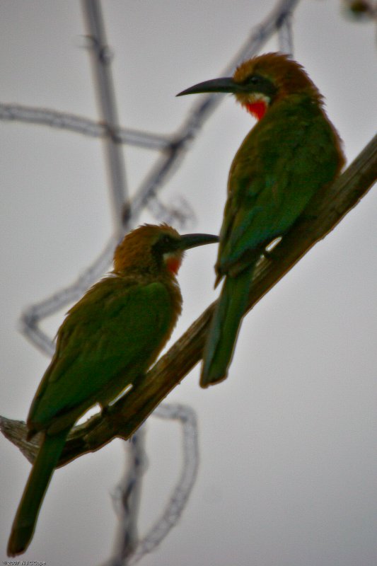 Whitefronted beeeater_0378