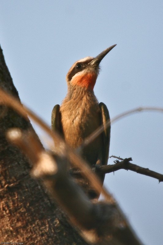 Whitefronted fbeeeater_0372.