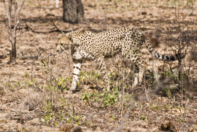 Cheetah_6442