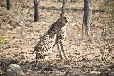 Cheetah_6427
