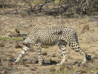Cheetah_572