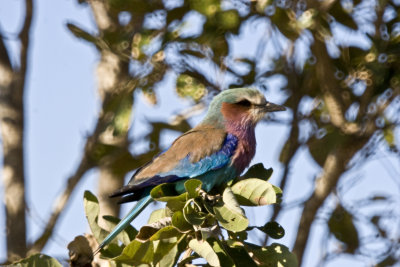 Lilacbreasted roller_6934