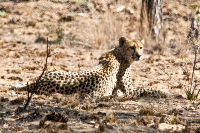 Cheetah_6423