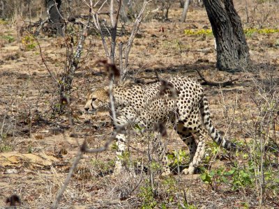 Cheetah571