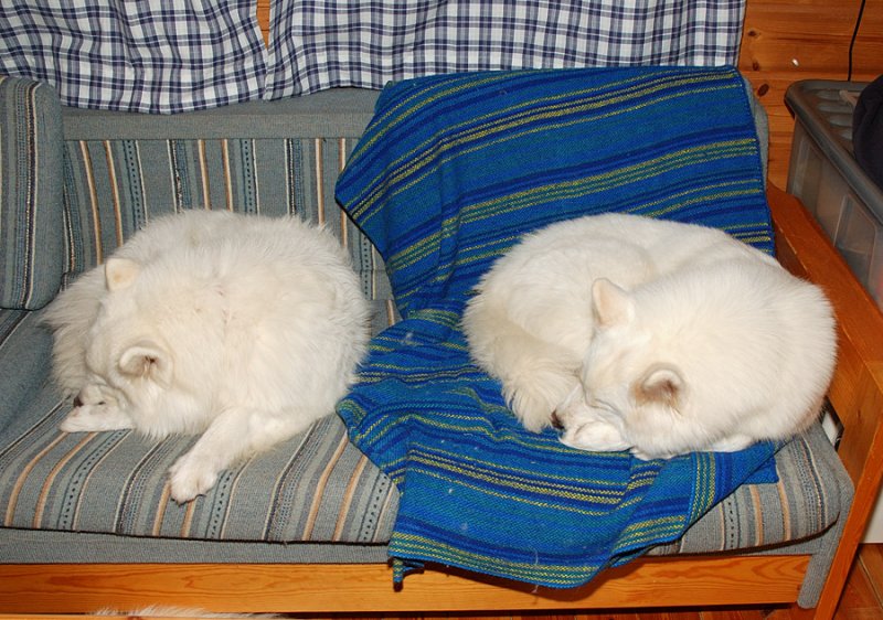 taiga and snowie on the couch.jpg